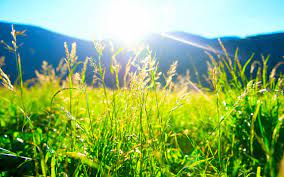 نقش فضای سبز در زندگی