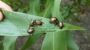 مقابله باآتش سوزی