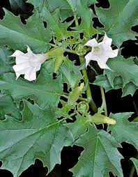 خواص دارویی گیاه تاتوره