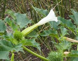 خواص دارویی گیاه تاتوره Datura stramonium