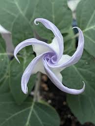 برداشت گیاه تاتوره