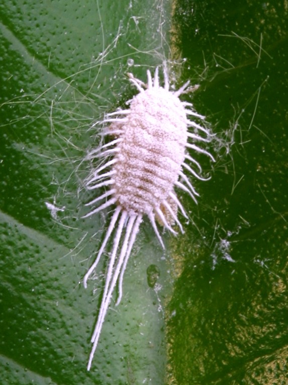 شپشک آرد آلود