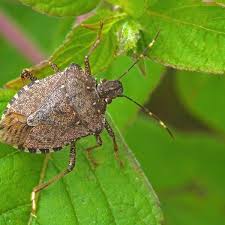 سپردار قهوه ای مرکبات