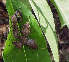 تخم ریزی و دوره انکوباسیون