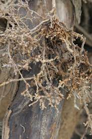 بیماری نماتد مرکبات - citrus nematode