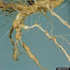 بیماری نماتد مرکبات