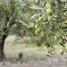 بیماریهای درخت زیتون