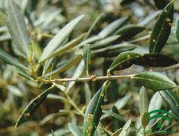 بیماری های زیتون