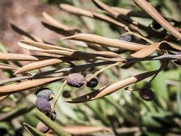 اپیدمیولوژی درخت زیتون