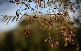 مدیریت اندازه درخت