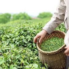 انواع گیاه چای