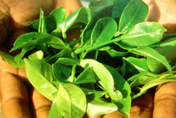 گیاه چای و انواع آن