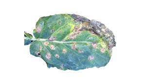 سوختگی کلزا