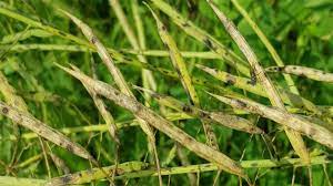 فاکتورهای موثر در توسعه بیماری