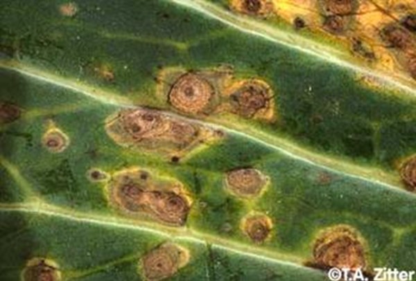 سوختگی آلترناریائی کلزا