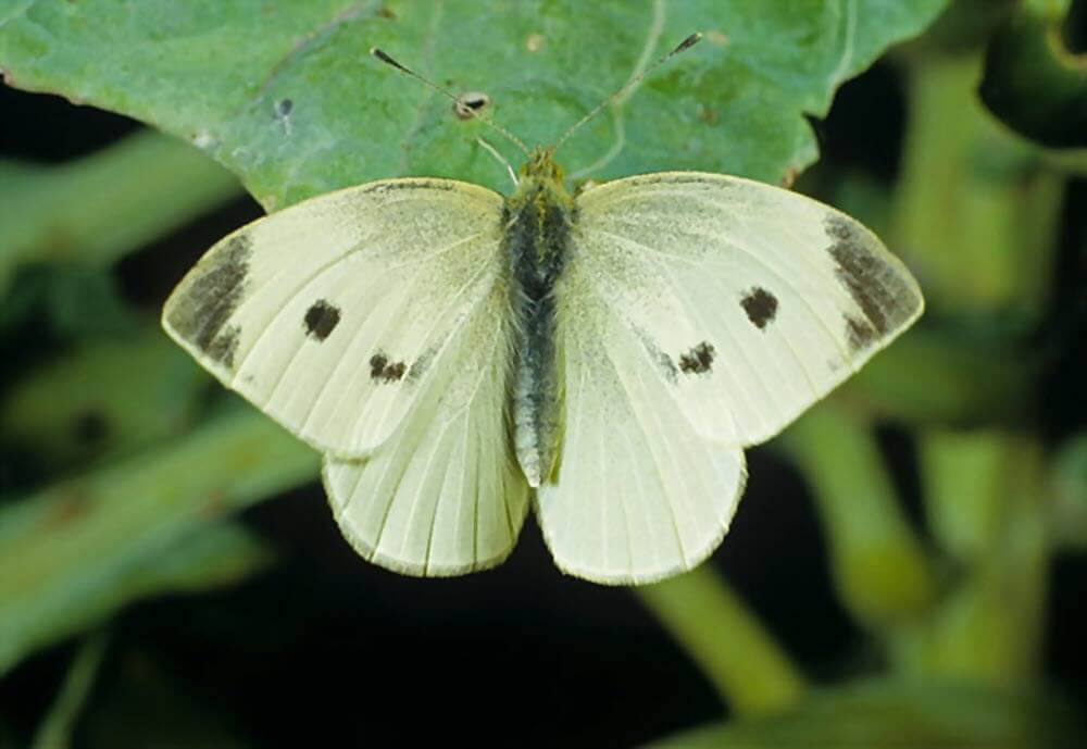 سفیده بزرگ کلم