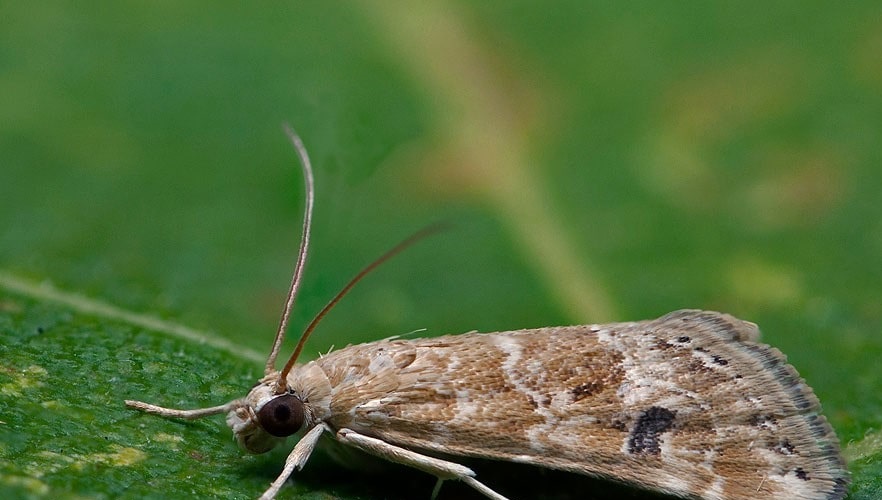 کرم ساقه خوار کلم