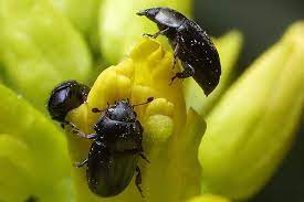 سوسک گلخوار سیاه