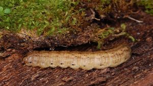 کرم طوقه بر