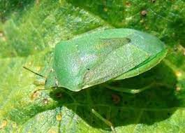 سن سبز پنبه