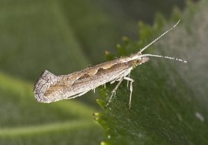 پروانه بید کلم