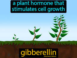 اثرات فیزیولوژیکی هورمون جیبرلینها