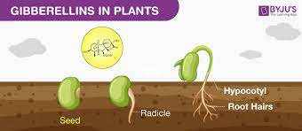 خصوصیات شیمیایی جیبرلینها