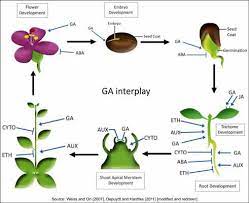 انتقال هورمون جیبرلینها