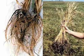 پاخوره گندم