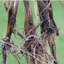 نشانه‌های بیماری پاخوره گندم