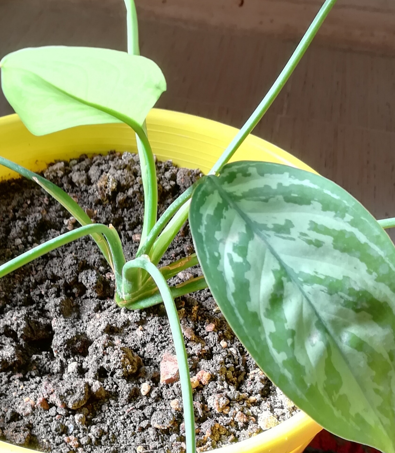 ورس در گیاهان - انواع ورس