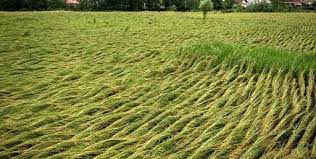 ورس در گیاهان