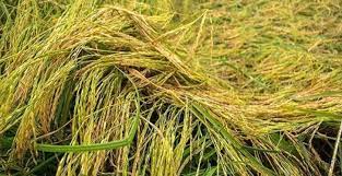 ورس ساقه - کولینر