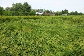 عوامل تولید کننده ورس