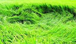 ورس در یولاف