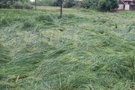 خوابیدگی در گندم