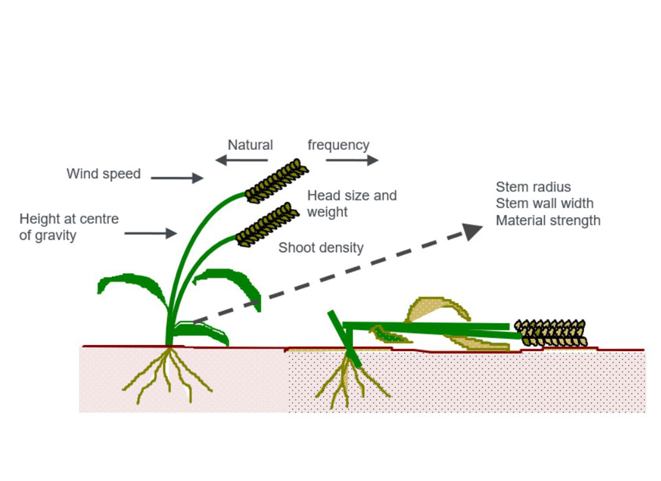 ورس در گیاهان