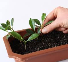 محل نگهداری بونسای