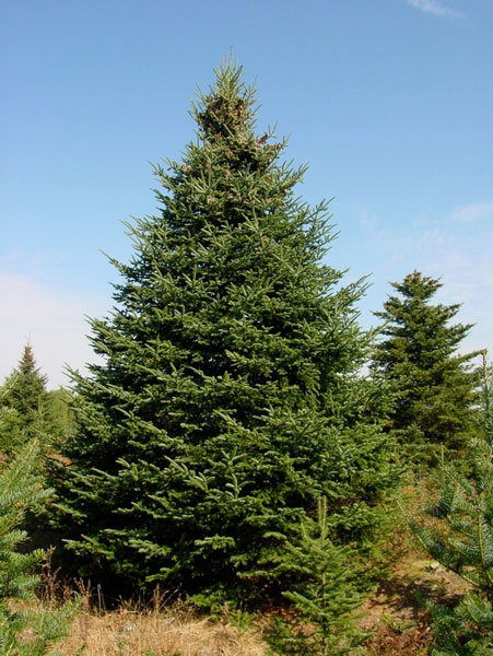 درخت کریسمس طبیعی - صنوبر بلسام