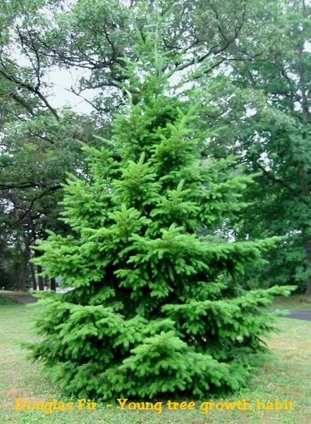 صنوبر داگلاس - درخت کریسمس طبیعی