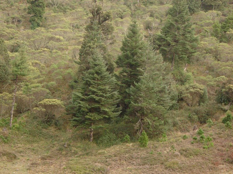 صنوبر گواتمالا