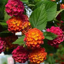 خواص درمانی گل شاه پسند