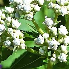 خواص گیاه گنه گنه