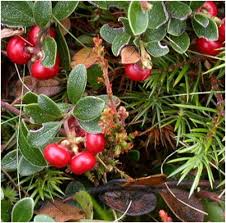 خواص برگ انگور خرس