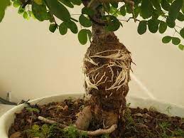 تکثیر بونسای