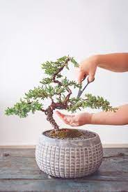 قرار دادن گیاه در ظرف دیگر دو فایده دارد