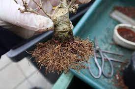 پرورش نهالی بونسای