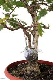 تکثیر بونسای به طریق خوابانیدن