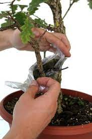 روش تربیت بن سای ساقه