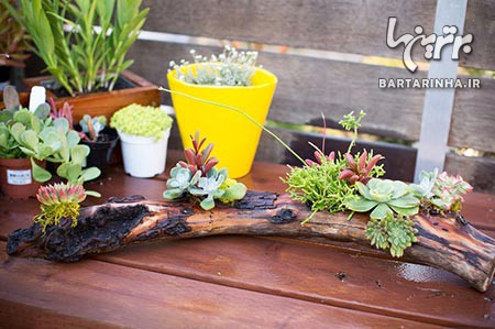 استفاده شیک و دیدنی از شاخه درخت برای گلدان کاکتوس